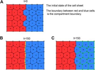 A Novel Cell Vertex Model Formulation that Distinguishes the Strength of Contraction Forces and Adhesion at Cell Boundaries